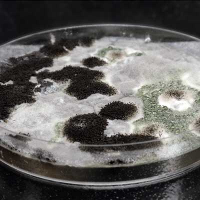 真菌抗性测试